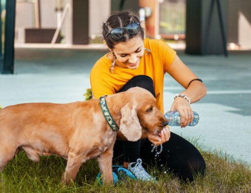 mulher com tranças no cabelo, camiseta amarela e calça preta está ajoelhada no chão despejando água de uma garrafinha em sua mão e um cachorro caramelo bebe a água; ao redor podemos ver grama e o ambiente de uma cidade.