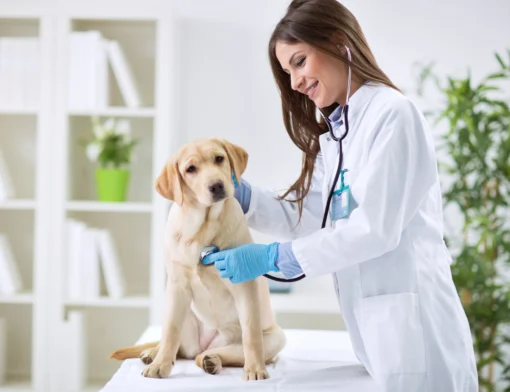 medicina veterinaria mercado de trabalho